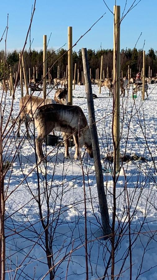 Yllaestoelli 2 A, Aekaeslompolo Villa Kolari Dış mekan fotoğraf